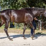 Kentaur