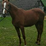 Lawenda