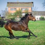 Cherokee (Fursten Rocki)