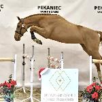 Be Mine IPO - Intercarpatia 2021<br />&copy; Katarzyna Wiszowaty