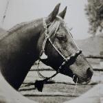 Latif