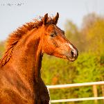 For Zack - For Zack (Heiline's Zanzier x Le Duc)<br />&copy; faraa