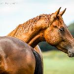 For Zack - For Zack (Heiline's Zanzier x Le Duc)<br />&copy; mazurek-konie
