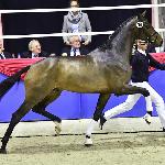 Zackerey / Blue Hors Zackerey