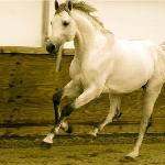 Chicardo<br /><i>https://oldenburghorse.net</i>