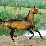 Shakhid