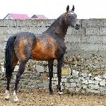 Shakhid