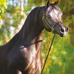 Magic Magnifique