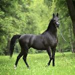 Magic Magnifique