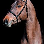 Eldorado<br />&copy; Oliwia Chmielewska/Wechta Equestrian