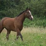 Orka
