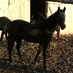 Lubania