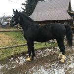 Wulkan