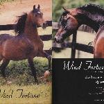 Wind Fortune