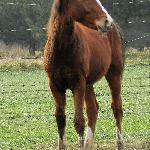 Champion Star