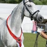 Gala - Podhalanska Wystawa Zwierząt Ludźmierz 12-13.07.2025<br />&copy; Anna Pirga<br /><i>Wiceczempionka Klaczy Małopolskich</i>