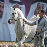 Flaminga MS - AJMAN ARABIAN HORSE SHOW 2022<br />&copy; Ewa Imielska-Hebda