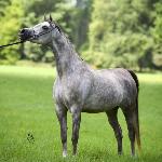 Złota Odessa<br />&copy; Lutetia Arabians