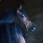 Złoty Gazal<br />&copy; Lutetia Arabians