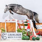 Alcontinus - 2022<br />&copy; Cavaliada Horse Auction