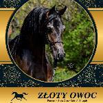 Złoty Owoc