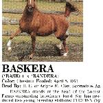 Baskera