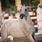Methail Al Shaqab