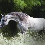 Eladiera