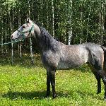 Pressus