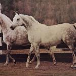 Fantazja - *Fantazja (Negatiw x Fornarina) and *Elkana (Aquinor x Estebna)
