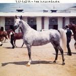 Fantazja - Fantazja, 1972 - Michigan All-Arabian Show