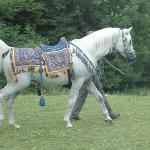 Rumak