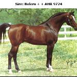 Bolero
