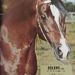 Bolero
