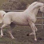 Chutor