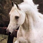 Chutor