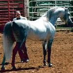 Chutor