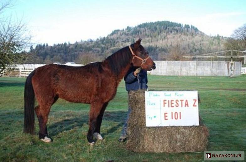 Fiesta Z