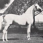 Al-Marah Radames