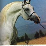 Al-Marah Radames