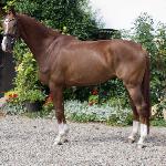 Monteverdi ex. Viking - 2023<br />&copy; Top Dressage Auction