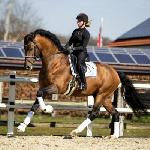 Vaderland<br /><i>https://globalequinesires.com/wp-content/uploads/2021/02/e77a468bf624693ac412122e28b97409-600x400.jpg</i>