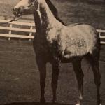 The Aristocrat