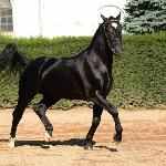 Heban