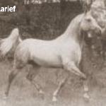 Aarief