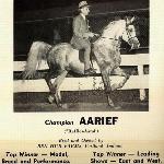 Aarief