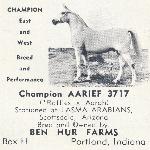 Aarief