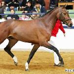 Balou Star