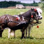 Siwa - Czarna i Siwa<br />&copy; kejti