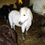 Siwa<br />&copy; kejti
